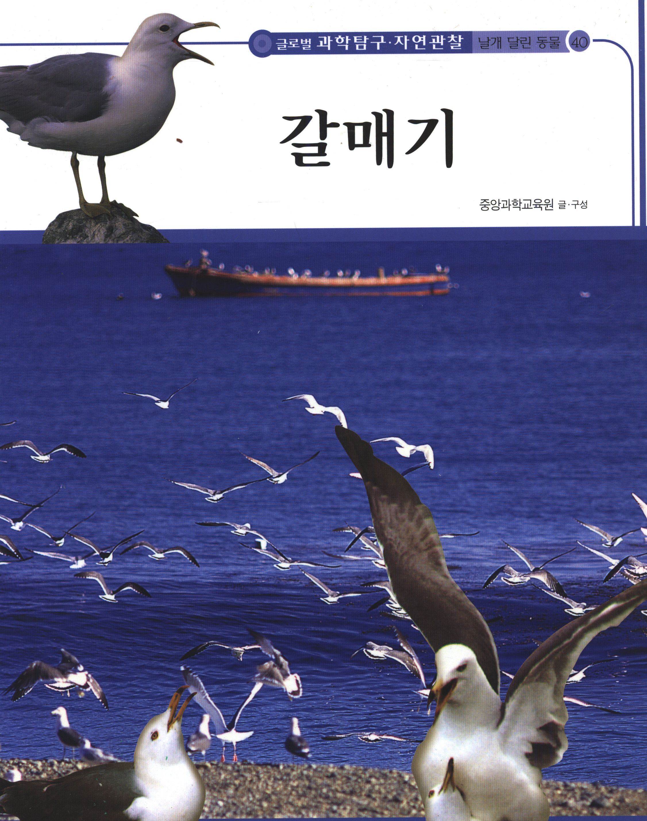 갈매기