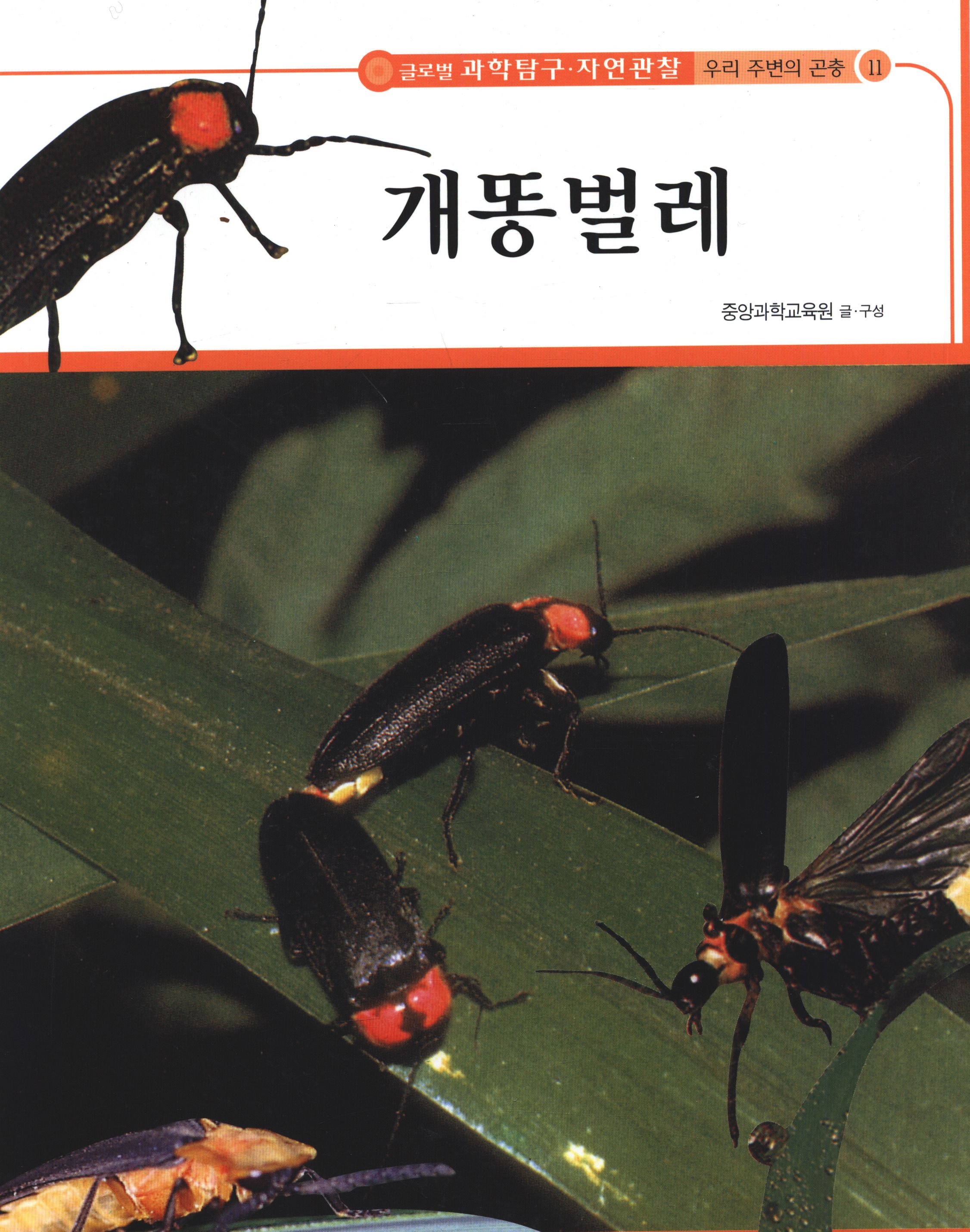 개똥벌레