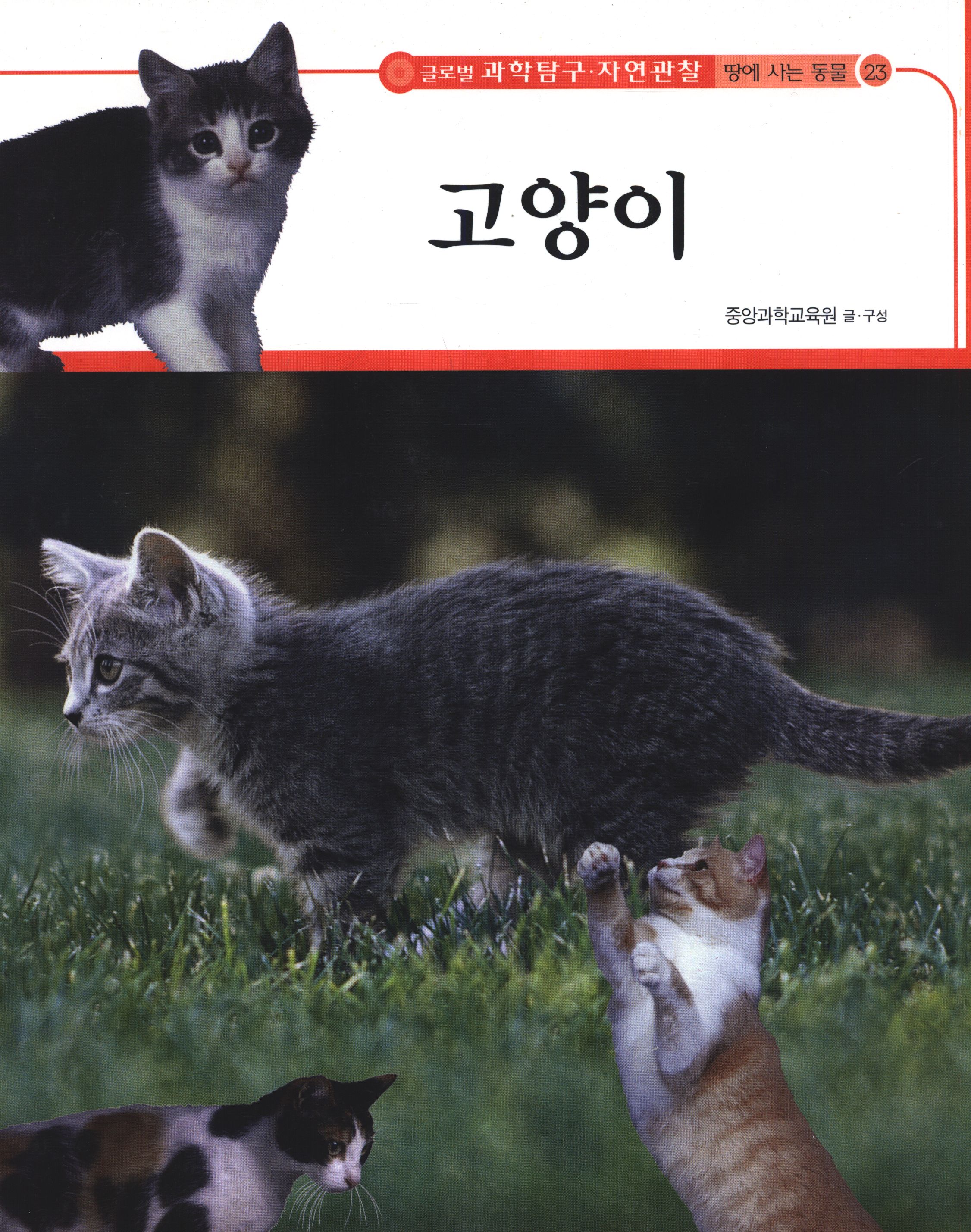 고양이